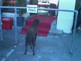 [Dog on a reserved parking space]